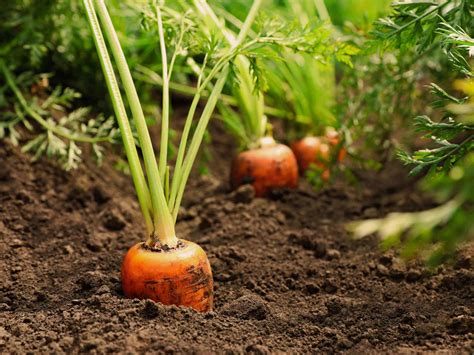 人参のヘタ 土に植える - 自然と人間の共生を考える